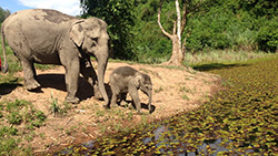 elephants